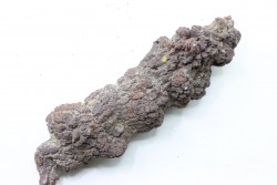 coprolithe of reptil - cenozoic -  Betsiboka, province of Majunga - Madagascar