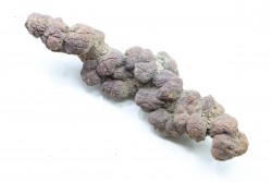 coprolithe of reptil - cenozoic -  Betsiboka, province of Majunga - Madagascar