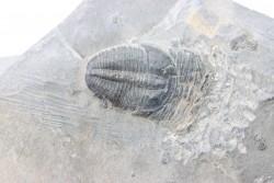 ELRATHIA KINGI - Wheeler fmt - M. cambrian - Wheeler ,Utah ,USA