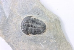 ELRATHIA KINGI - Wheeler fmt - M. cambrian - Wheeler ,Utah ,USA