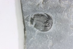 ELRATHIA KINGI - Wheeler fmt - M. cambrian - Wheeler ,Utah ,USA