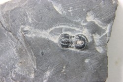 PERONOPSIS INTERSTRICTA - Wheeler fmt - M. cambrian - Wheeler ,Utah ,USA