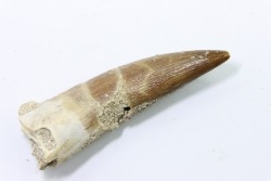 dent d'elasmosaure: zarafasaura oceanis - Maestrichtien - Oued Zem, Maroc