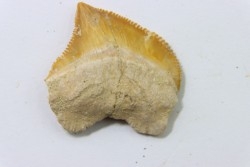 dent de requin: SQUALICORAX KAUPI - Maestrichtien - Oued Zem, Khouribga, MAROC