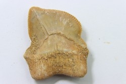 dent de requin: SQUALICORAX KAUPI - Maestrichtien - Oued Zem, Khouribga, MAROC