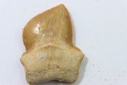 dent de requin: SQUALICORAX KAUPI - Maestrichtien - Oued Zem, Khouribga, MAROC
