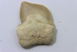 dent de requin: SQUALICORAX KAUPI - Maestrichtien - Oued Zem, Khouribga, MAROC