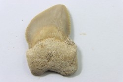 dent de requin: SQUALICORAX KAUPI - Maestrichtien - Oued Zem, Khouribga, MAROC