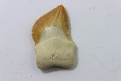 dent de requin: SQUALICORAX KAUPI - Maestrichtien - Oued Zem, Khouribga, MAROC