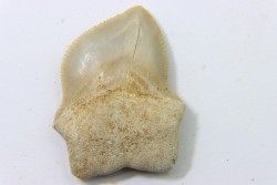 dent de requin: SQUALICORAX KAUPI - Maestrichtien - Oued Zem, Khouribga, MAROC