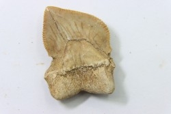shark teeth: SQUALICORAX KAUPI (7)