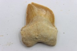 dent de requin: SQUALICORAX KAUPI - Maestrichtien - Oued Zem, Khouribga, MAROC