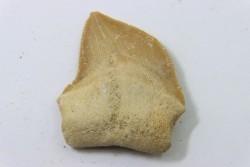 dent de requin: SQUALICORAX KAUPI - Maestrichtien - Oued Zem, Khouribga, MAROC