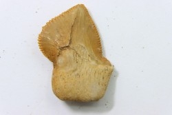 dent de requin: SQUALICORAX KAUPI - Maestrichtien - Oued Zem, Khouribga, MAROC