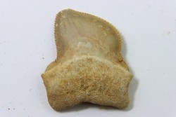 dent de requin: SQUALICORAX KAUPI - Maestrichtien - Oued Zem, Khouribga, MAROC