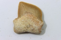 dent de requin: SQUALICORAX KAUPI - Maestrichtien - Oued Zem, Khouribga, MAROC