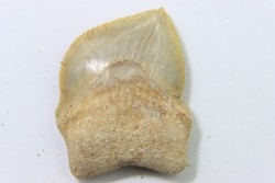 dent de requin: SQUALICORAX KAUPI - Maestrichtien - Oued Zem, Khouribga, MAROC