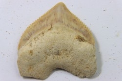 dent de requin: SQUALICORAX PRISTODONTUS - Maestrichtien - Oued Zem, Khouribga, MAROC