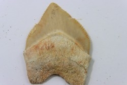 dent de requin: SQUALICORAX PRISTODONTUS - Maestrichtien - Oued Zem, Khouribga, MAROC