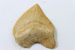 dent de requin: SQUALICORAX PRISTODONTUS - Maestrichtien - Oued Zem, Khouribga, MAROC