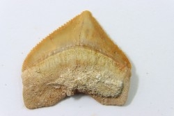 dent de requin: SQUALICORAX PRISTODONTUS - Maestrichtien - Oued Zem, Khouribga, MAROC