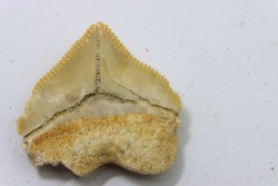 dent de requin: SQUALICORAX PRISTODONTUS - Maestrichtien - Oued Zem, Khouribga, MAROC