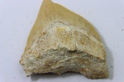dent de requin: SQUALICORAX PRISTODONTUS - Maestrichtien - Oued Zem, Khouribga, MAROC