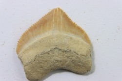dent de requin: SQUALICORAX PRISTODONTUS - Maestrichtien - Oued Zem, Khouribga, MAROC