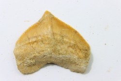 dent de requin: SQUALICORAX PRISTODONTUS - Maestrichtien - Oued Zem, Khouribga, MAROC