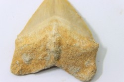 dent de requin: SQUALICORAX PRISTODONTUS - Maestrichtien - Oued Zem, Khouribga, MAROC