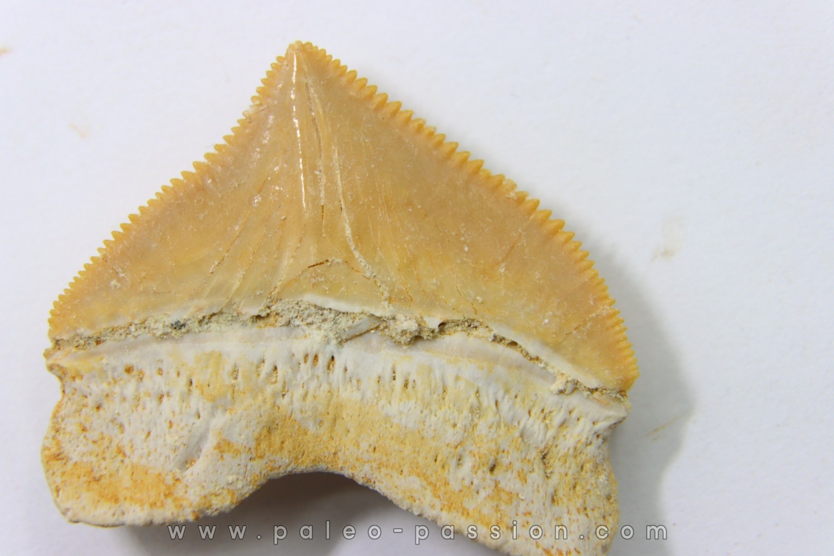 dent de requin SQUALICORAX PRISTODONTUS Maestrichtien Oued Zem, Khouribga, MAROC