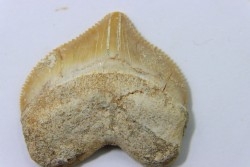 dent de requin: SQUALICORAX PRISTODONTUS - Maestrichtien - Oued Zem, Khouribga, MAROC