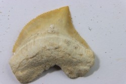 dent de requin: SQUALICORAX PRISTODONTUS - Maestrichtien - Oued Zem, Khouribga, MAROC