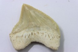 dent de requin: SQUALICORAX PRISTODONTUS - Maestrichtien - Oued Zem, Khouribga, MAROC