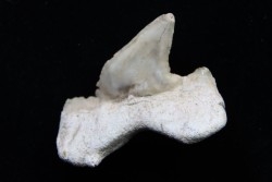 OTODUS OBLIQUUS - forme pathologique - Ypresien - Oued Zem, Maroc