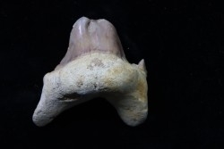 OTODUS OBLIQUUS - forme pathologique - Ypresien - Oued Zem, Maroc