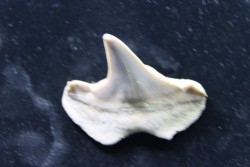 OTODUS OBLIQUUS - forme pathologique - Ypresien - Oued Zem, Maroc
