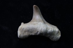 OTODUS OBLIQUUS - forme pathologique - Ypresien - Oued Zem, Maroc