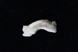 OTODUS OBLIQUUS - forme pathologique - Ypresien - Oued Zem, Maroc