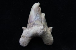 OTODUS OBLIQUUS - forme pathologique - Ypresien - Oued Zem, Maroc