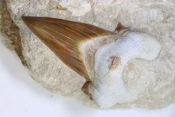 TOP ! OTODUS OBLIQUUS - Ypresien - Oued Zem, Maroc
