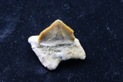 dent de requin: SQUALICORAX PRISTODONTUS - Maestrichtien - Oued Zem, Khouribga, MAROC
