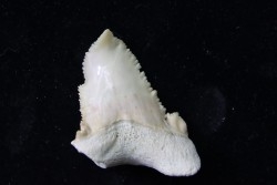 dent de requin: Palaeocarcharodon orientalis (SINZOW, 1899) - Paléocène - Oued Zem, Khouribga, MAROC