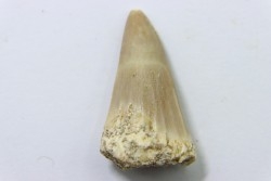 MOSASAURE tooth // Platecarpus ptychodon //Maestrichtian // Oued Zem - Morocco
