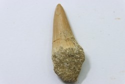 DENT DE MOSASAURE - Platecarpus ptychodon - Maestrichtien - Oued Zem, Maroc