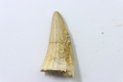 MOSASAURE tooth // Platecarpus ptychodon //Maestrichtian // Oued Zem - Morocco