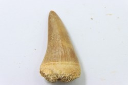 MOSASAURE tooth // Platecarpus ptychodon //Maestrichtian // Oued Zem - Morocco