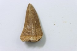 MOSASAURE tooth // Platecarpus ptychodon //Maestrichtian // Oued Zem - Morocco