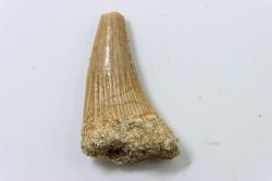 MOSASAURE tooth // Platecarpus ptychodon //Maestrichtian // Oued Zem - Morocco