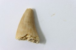 MOSASAURE tooth // Platecarpus ptychodon //Maestrichtian // Oued Zem - Morocco
